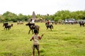 Fighting with spears from palm leaves, Pasola Festival, Kodi, Sumba Island, Nusa Tenggara