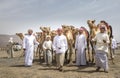 Men at a camel race with their arabian camels