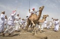 Men on camels at the start of a race