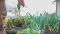 Men cut unnecessarily long leaves of organically grown leeks