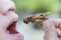 Men eating insects, holding it in the hand.