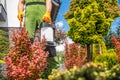 Men with Garden Sprayer Insecticide His Plants Royalty Free Stock Photo