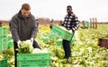 Men gardeners picking harvest of lettuce to crates in garden Royalty Free Stock Photo