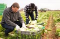 Men gardeners picking harvest of lettuce to crates in garden Royalty Free Stock Photo