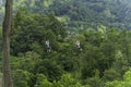 Men going on a zipline in the jungle