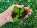 Men hand embrace a small green plant young germ. The concept of ecology, environmental protection - Save Tree Concept,World Royalty Free Stock Photo