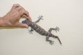 Men hand holding a gecko head