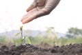 Men hand water young seedling tree on green garden, Earth day seed trees plant concept. Royalty Free Stock Photo