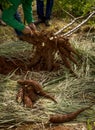 Men harvesting manioc, removing the root from the ground, growing, agroforestry system