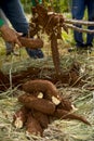 Men harvesting manioc, removing the root from the ground, growing, agroforestry system