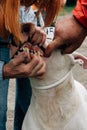 Men inspecting dog teeth