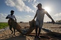 Men moving dried sardine fish on Negombo beach. Royalty Free Stock Photo