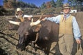 Men With Oxen, Old Sturbridge Village, Sturbridge, Massachusetts Royalty Free Stock Photo