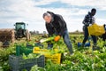 Men professional gardeners during harvesting of celery