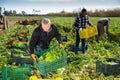 Men professional gardeners during harvesting of celery