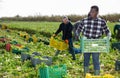 Men professional gardeners during harvesting of celery