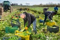 Men professional gardeners during harvesting of celery