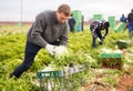 Men professional gardeners during harvesting of lettuce Royalty Free Stock Photo