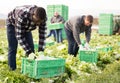 Men professional gardeners during harvesting of lettuce Royalty Free Stock Photo