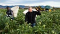 Men professional gardeners picking artichokes in rural