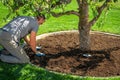 Men Redesigning His Garden Creating Circle Around Pear Tree Royalty Free Stock Photo