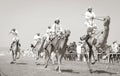 Men riding camels in a countryside Royalty Free Stock Photo