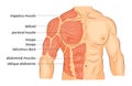 Men S Body Arms Shoulders Chest And Abs.