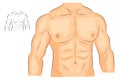 Men s body arms shoulders chest and abs. Royalty Free Stock Photo