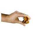 Men`s Hand demonstrates Dried beef trachea king size