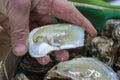 Men`s hand taking fresh open oyster.