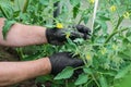 Men`s hands in black gloves take care of the tomatoes in the greenhouse. yellow flowers tomatoes