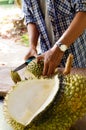 Men`s hands cutting Durian fruit