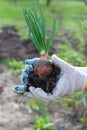 Men's hands with green onion. Garden works Royalty Free Stock Photo