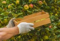 Men`s hands harvest apples from the tree