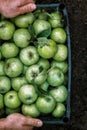 Men's hands hold a box with green simirenka apples. Pick and pick apples. Concept, autumn harvesting of apples