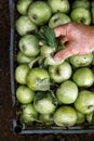 Men's hands hold a box with green simirenka apples. Pick and pick apples. Concept, autumn harvesting of apples