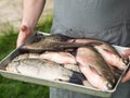 Men`s hands hold a tray with freshly fish