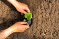 Men`s hands plant cucumber seedlings in a greenhouse Royalty Free Stock Photo