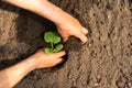 Men`s hands plant cucumber seedlings in a greenhouse Royalty Free Stock Photo