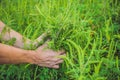 Men`s hands tear ragweed, causing allergy in many people