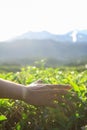 Men`s hands touch tea leaves on the tea plantation in morning Royalty Free Stock Photo