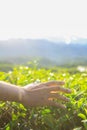 Men`s hands touch tea leaves on the tea plantation in morning Royalty Free Stock Photo