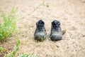 Men`s shoes stand on the sand against the background Royalty Free Stock Photo