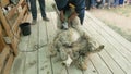 Men shearer shearing sheep at agricultural show in competition. Electric professional sheep manual hair clipper sheep