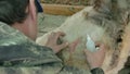 Men shearer shearing sheep at agricultural show in competition. Electric professional sheep manual hair clipper sheep