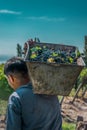 Men with tacho, harvesting fine grapes.