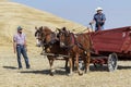 Men with their draft horses pulling a wagon. Royalty Free Stock Photo