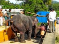 Men trying to move elephant on truck Royalty Free Stock Photo