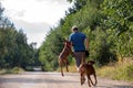 Men with two rhodesian ridgebacks - mum and daughter on the road Royalty Free Stock Photo