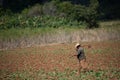 A men walking a tobacco field with hoes